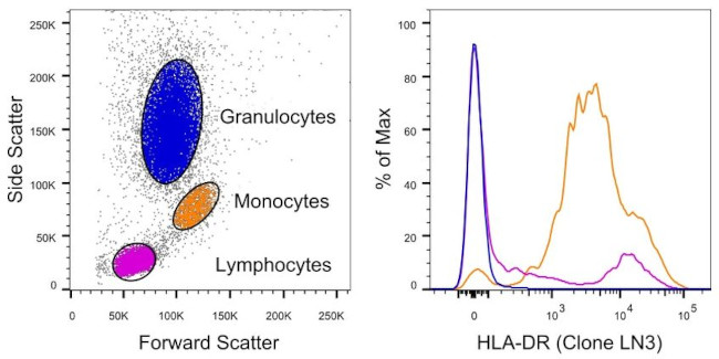 HLA-DR Antibody