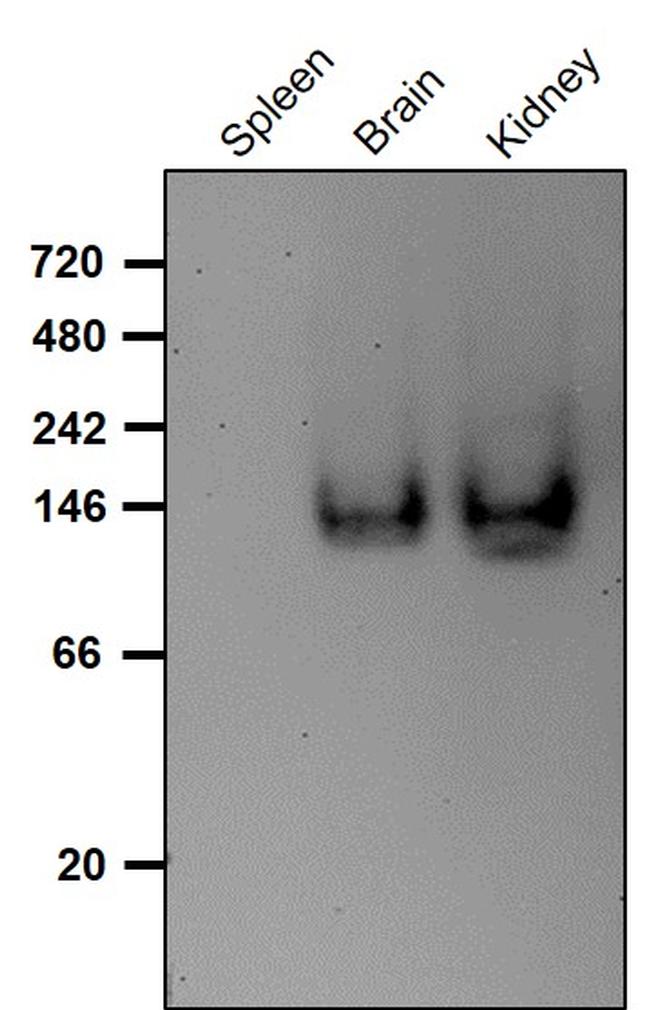 Sall1 Antibody in Western Blot (WB)