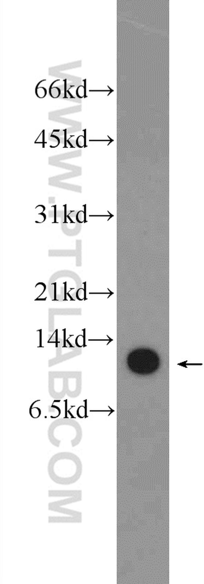 SLIRP Antibody in Western Blot (WB)