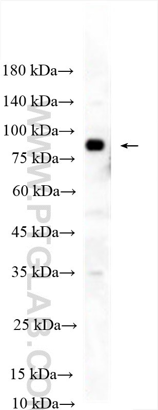 LRRC32 Antibody in Western Blot (WB)