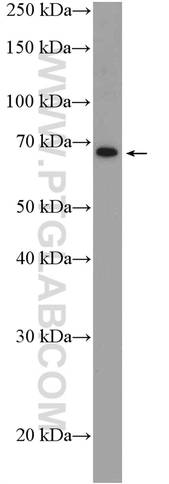 C2orf37 Antibody in Western Blot (WB)