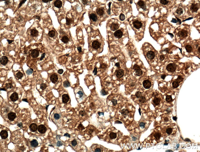 C2orf37 Antibody in Immunohistochemistry (Paraffin) (IHC (P))