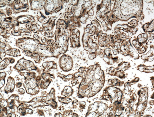 IGSF2 Antibody in Immunohistochemistry (Paraffin) (IHC (P))