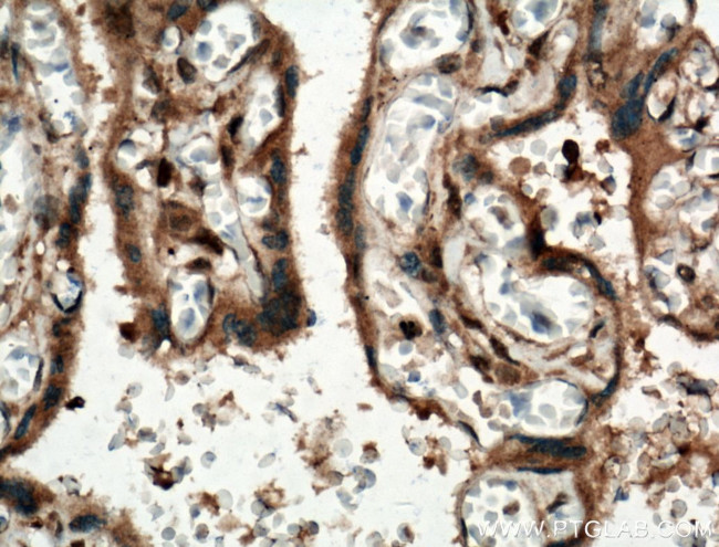 IGSF2 Antibody in Immunohistochemistry (Paraffin) (IHC (P))