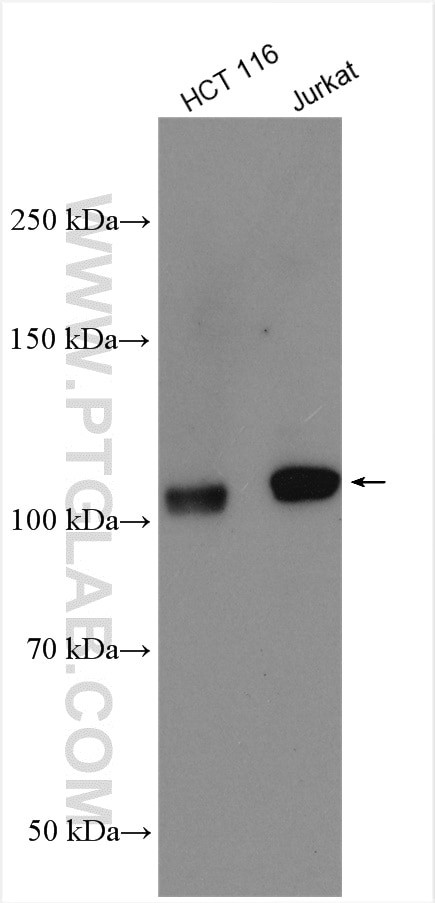 IGSF2 Antibody in Western Blot (WB)