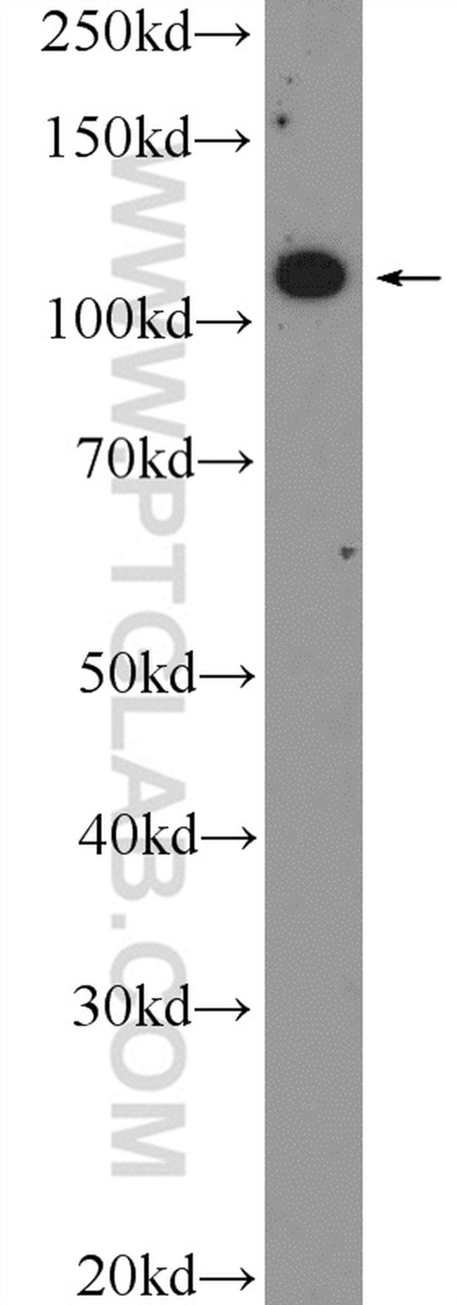 IGSF2 Antibody in Western Blot (WB)