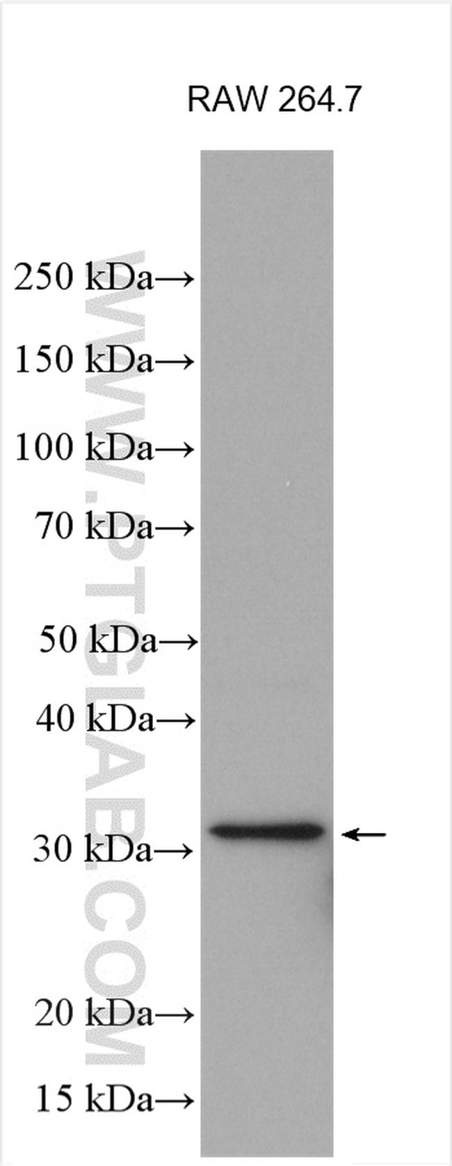 IL-1 beta Antibody in Western Blot (WB)