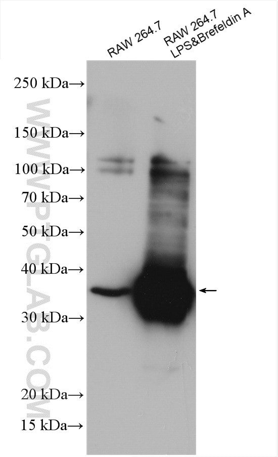 IL-1 beta Antibody in Western Blot (WB)