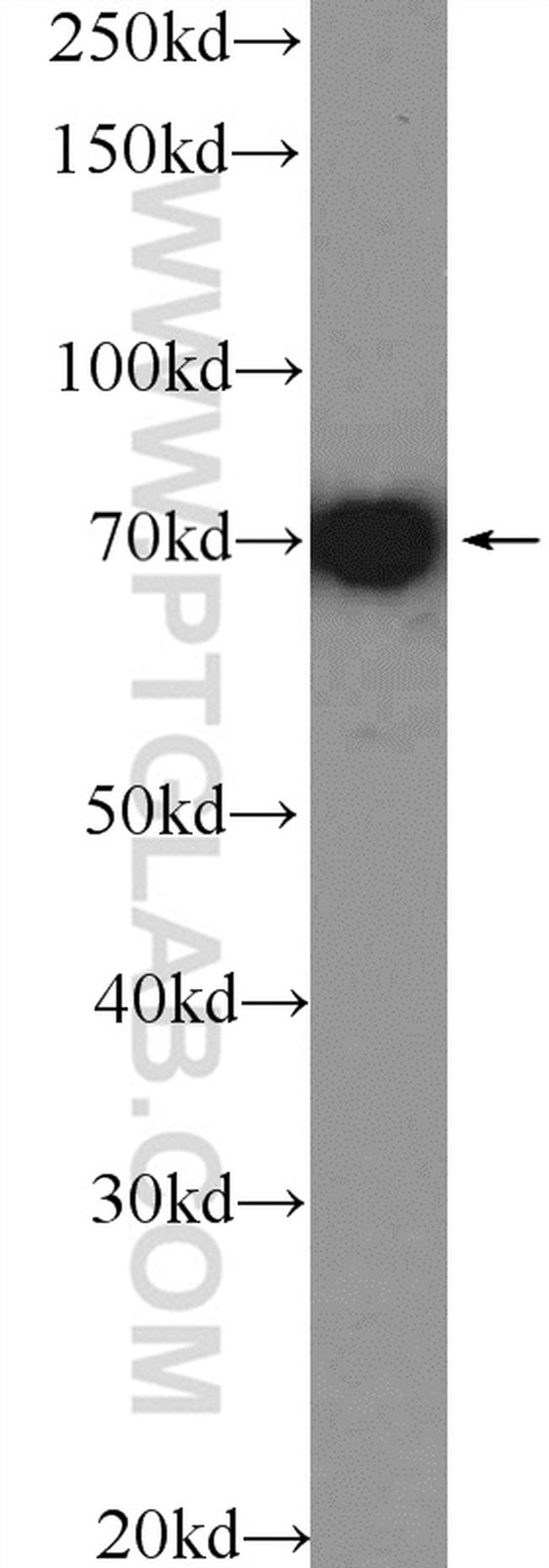 MSN Antibody in Western Blot (WB)