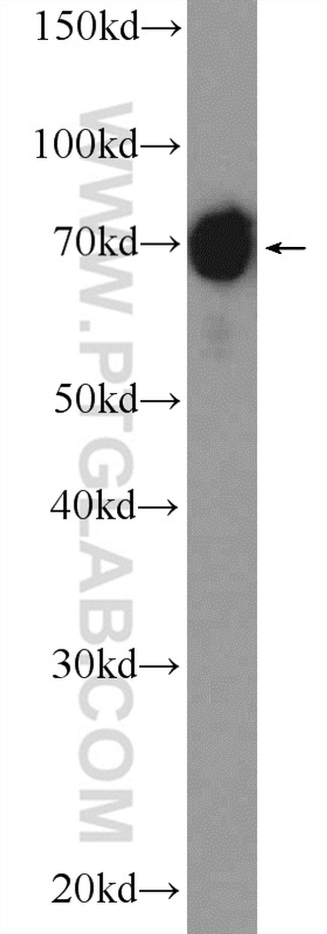 MSN Antibody in Western Blot (WB)