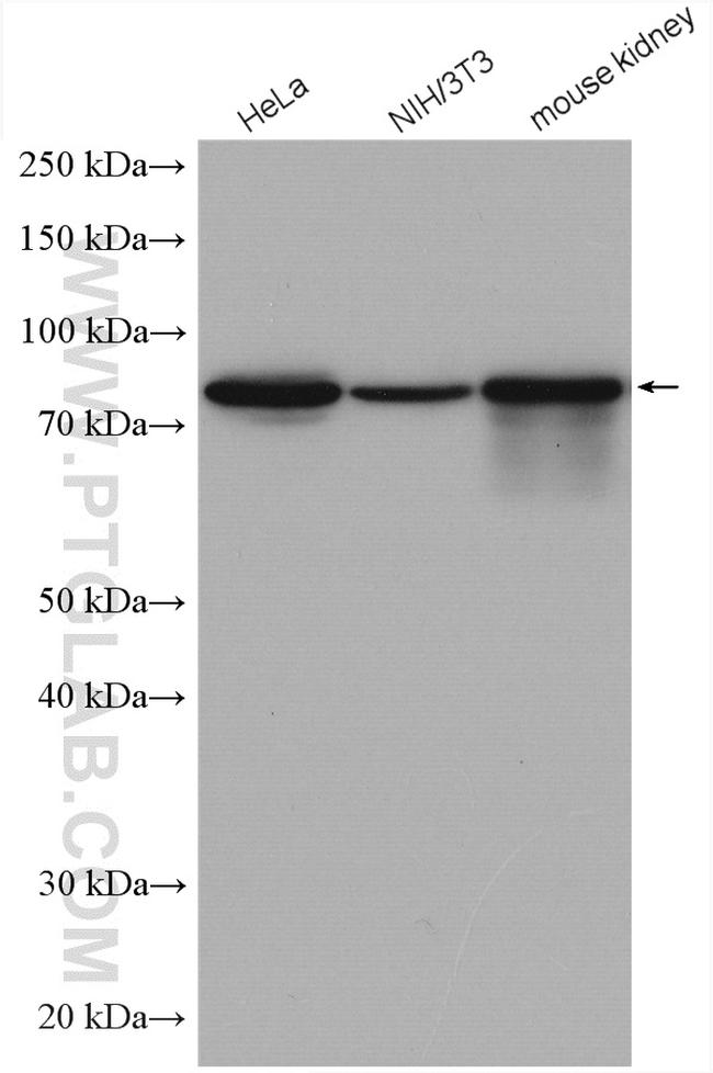 Ezrin Antibody in Western Blot (WB)