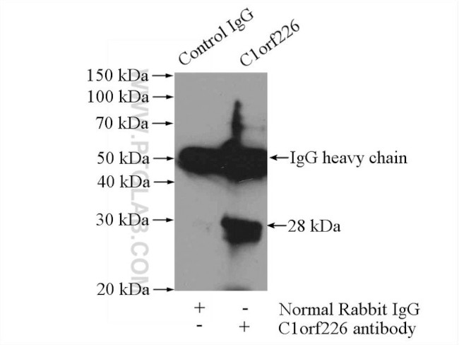 C1orf226 Antibody in Immunoprecipitation (IP)