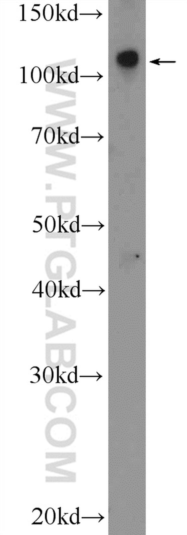 RASIP1 Antibody in Western Blot (WB)