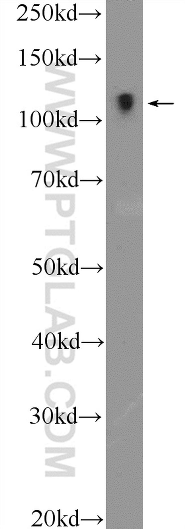 RASIP1 Antibody in Western Blot (WB)