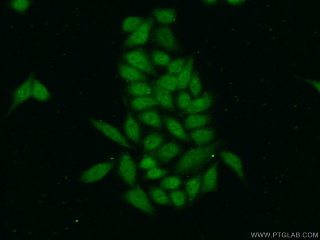 ZC3H11A Antibody in Immunocytochemistry (ICC/IF)