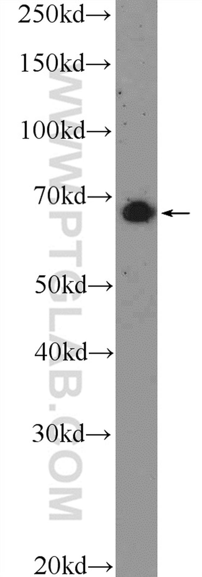 MAPK4 Antibody in Western Blot (WB)