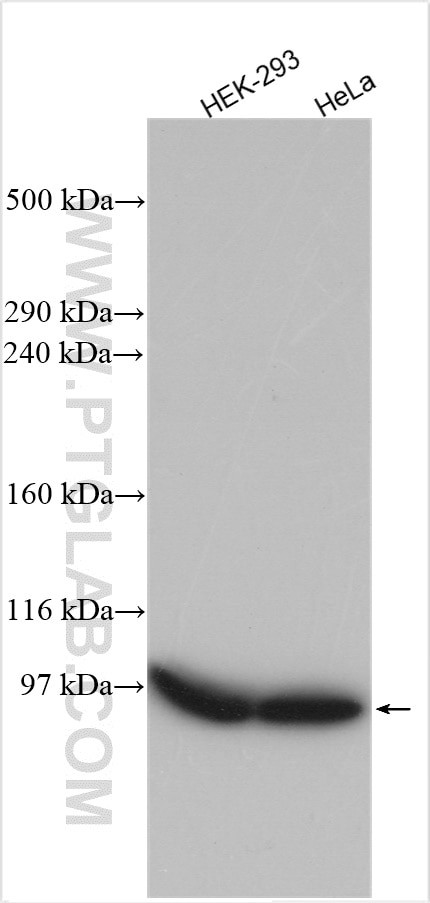 LRP1 Antibody in Western Blot (WB)