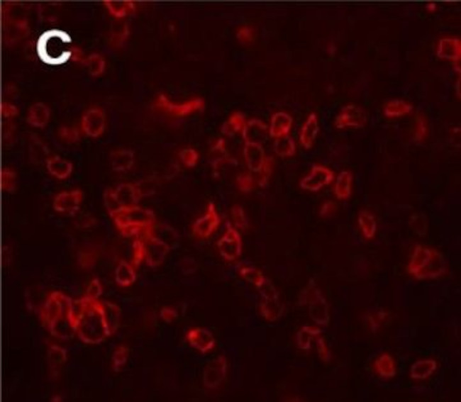 Secretogranin II Antibody in Immunohistochemistry (IHC)