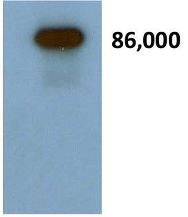 Secretogranin II Antibody in Western Blot (WB)