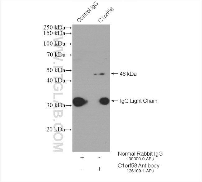 C1orf58 Antibody in Immunoprecipitation (IP)