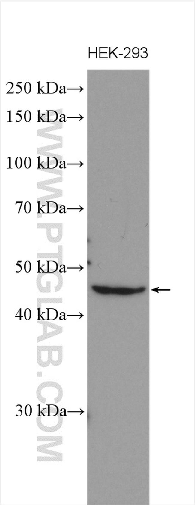 C1orf58 Antibody in Western Blot (WB)