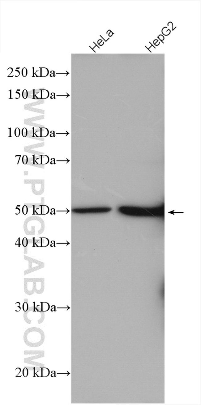 LSM11 Antibody in Western Blot (WB)