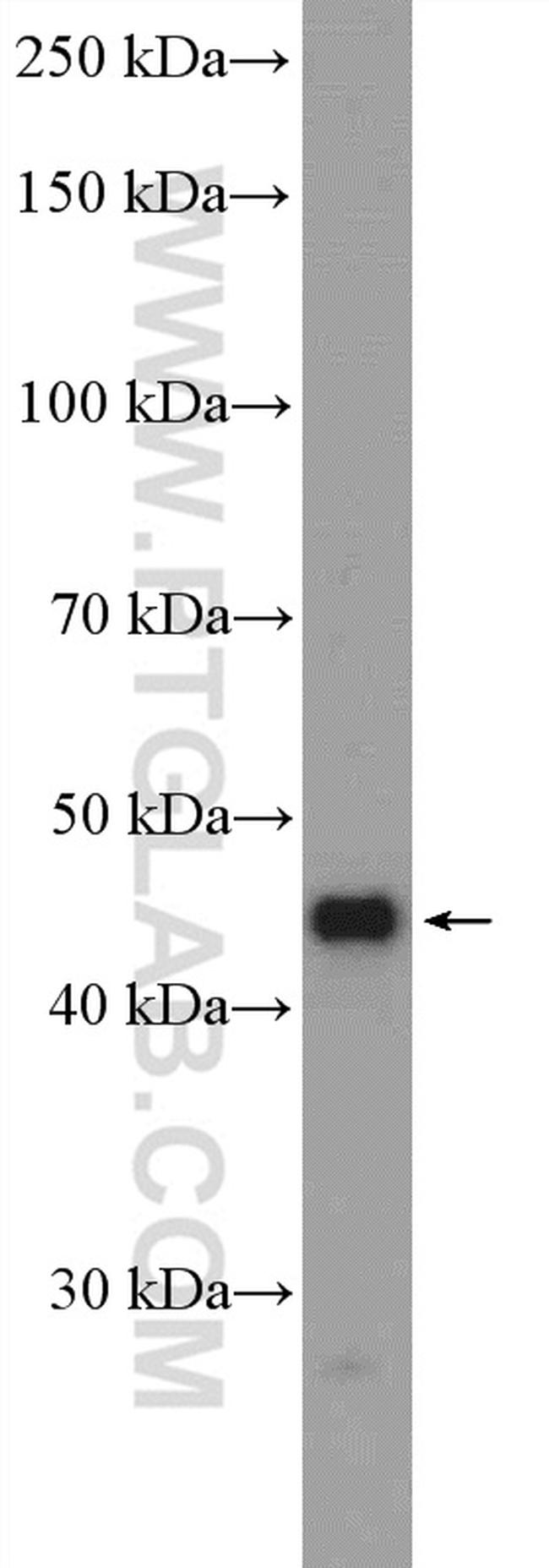 LSM11 Antibody in Western Blot (WB)