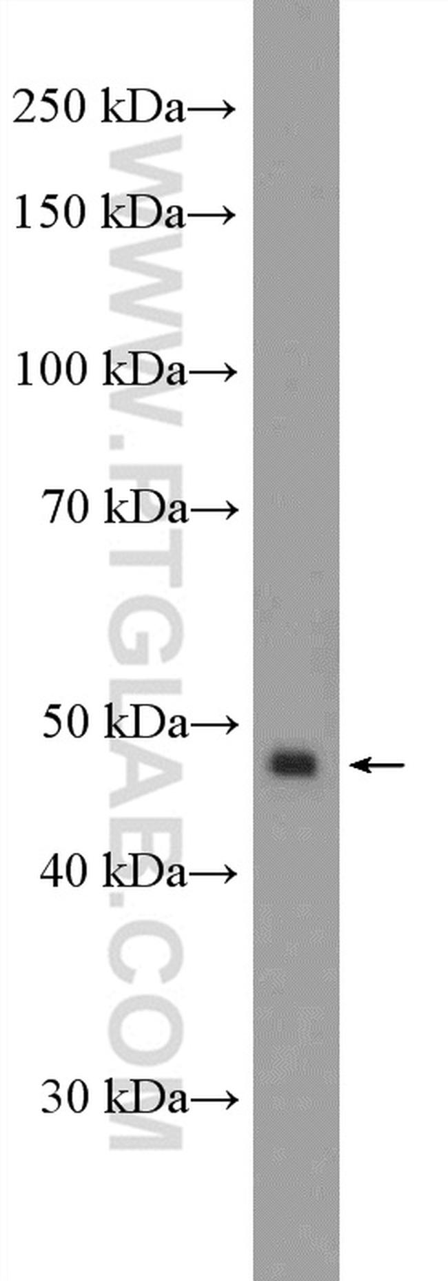 LSM11 Antibody in Western Blot (WB)