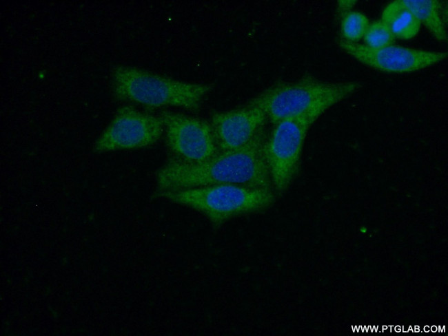 C14orf28 Antibody in Immunocytochemistry (ICC/IF)