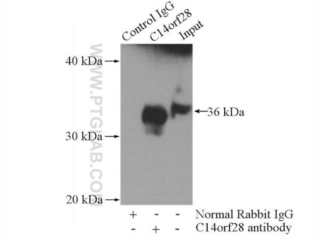 C14orf28 Antibody in Immunoprecipitation (IP)