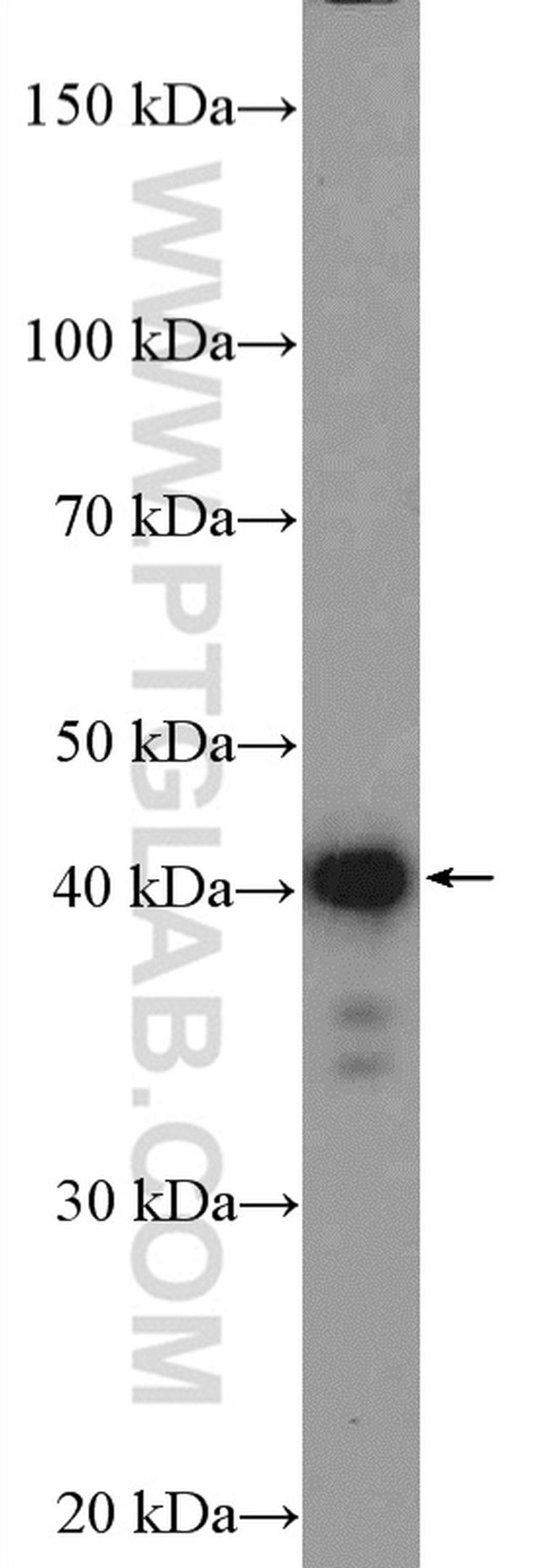 C14orf28 Antibody in Western Blot (WB)