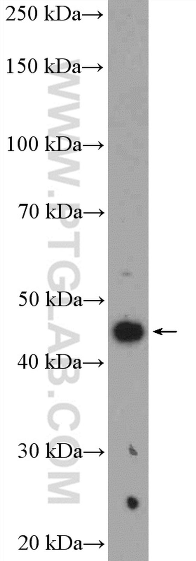 Vegfa Antibody in Western Blot (WB)