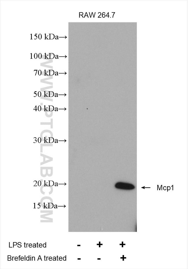 Mcp1 Antibody in Western Blot (WB)