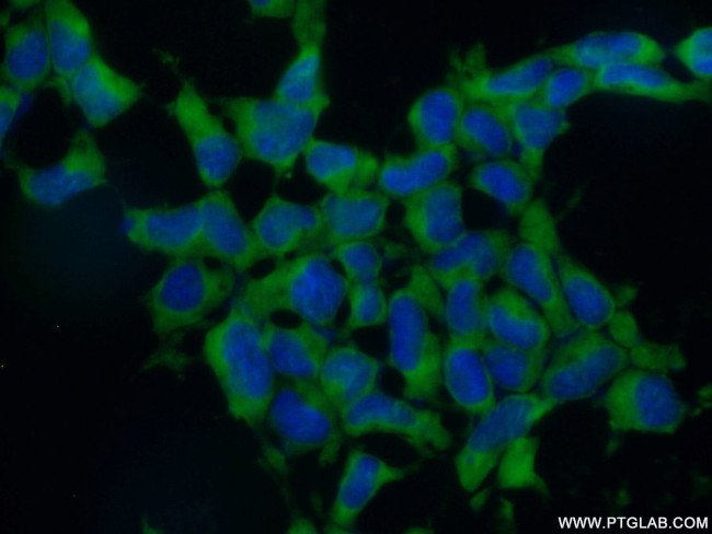 EIF3A Antibody in Immunocytochemistry (ICC/IF)