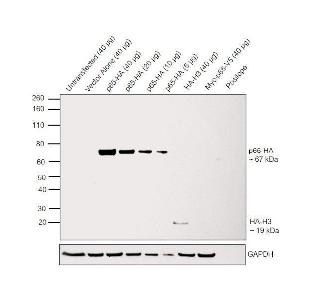 HA Tag Antibody