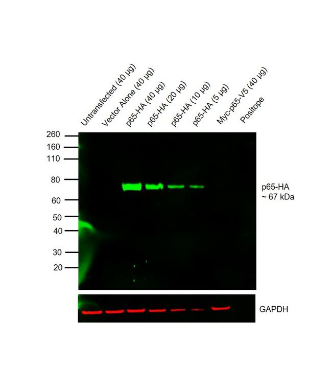 HA Tag Antibody in Western Blot (WB)