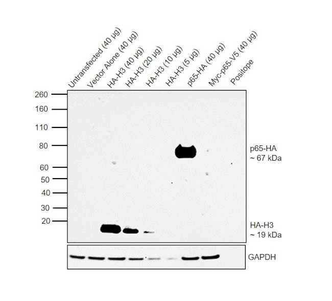 HA Tag Antibody