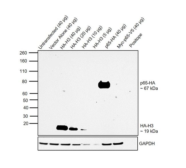 HA Tag Antibody in Western Blot (WB)