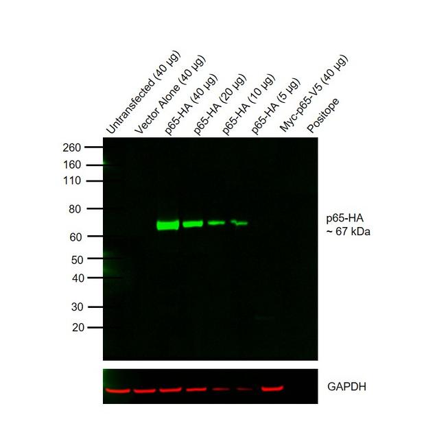 HA Tag Antibody in Western Blot (WB)