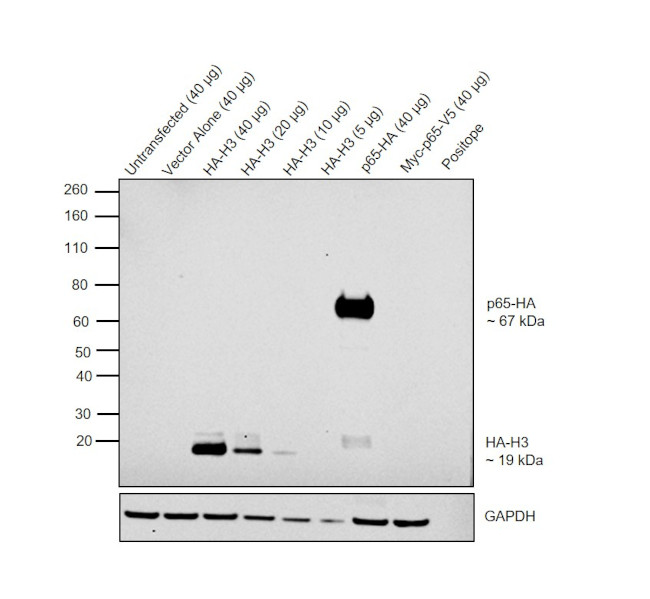 HA Tag Antibody