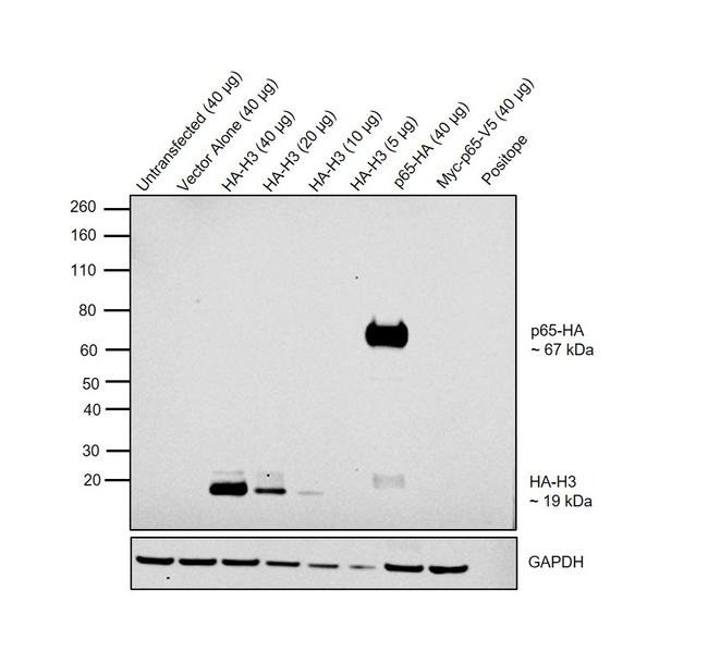 HA Tag Antibody in Western Blot (WB)