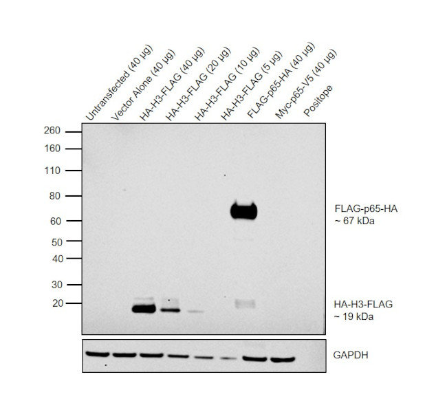 HA Tag Antibody