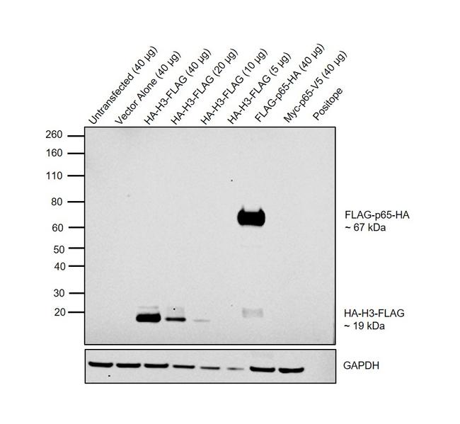 HA Tag Antibody in Western Blot (WB)