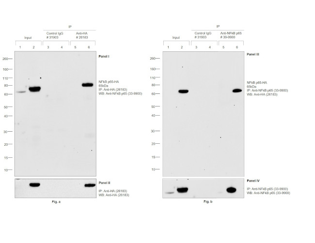 HA Tag Antibody in Immunoprecipitation (IP)