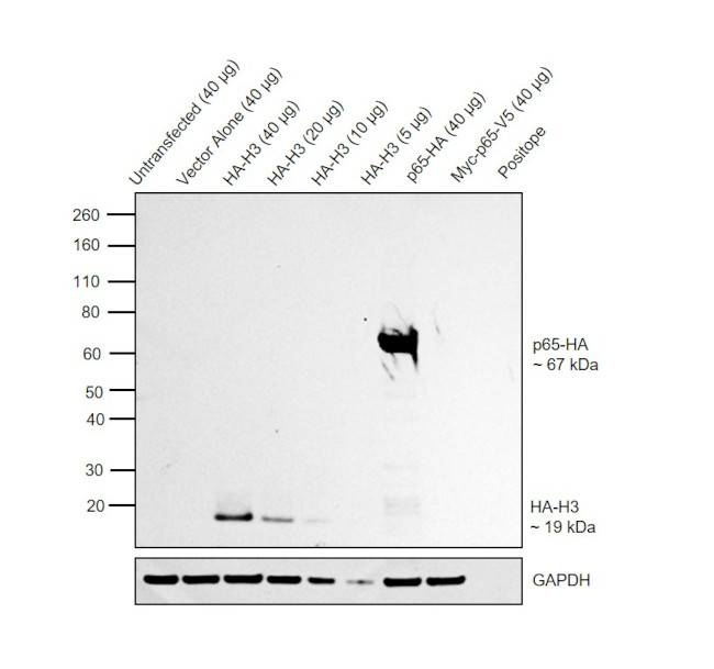 HA Tag Antibody