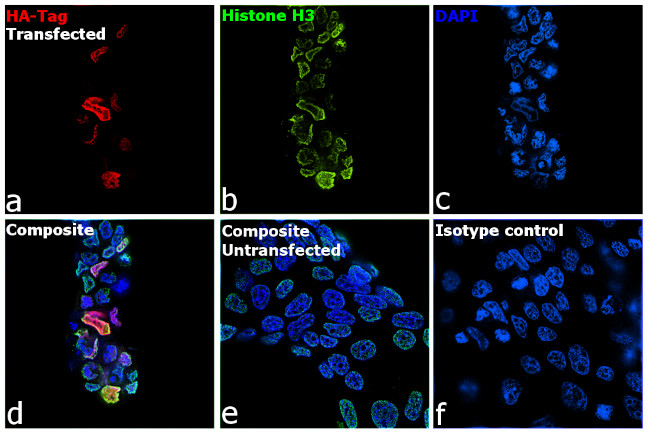 HA Tag Antibody in Immunocytochemistry (ICC/IF)