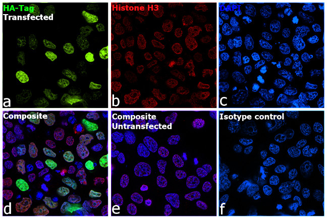 HA Tag Antibody in Immunocytochemistry (ICC/IF)