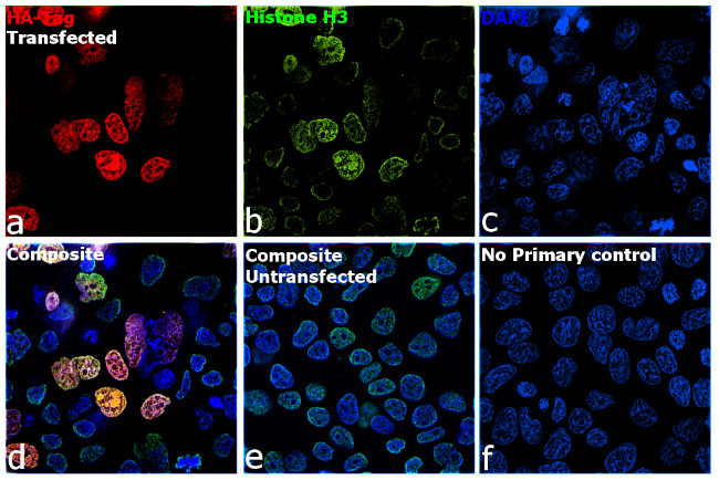 HA Tag Antibody in Immunocytochemistry (ICC/IF)