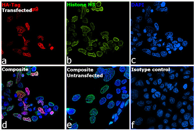 HA Tag Antibody in Immunocytochemistry (ICC/IF)