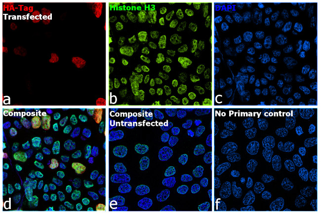 HA Tag Antibody in Immunocytochemistry (ICC/IF)